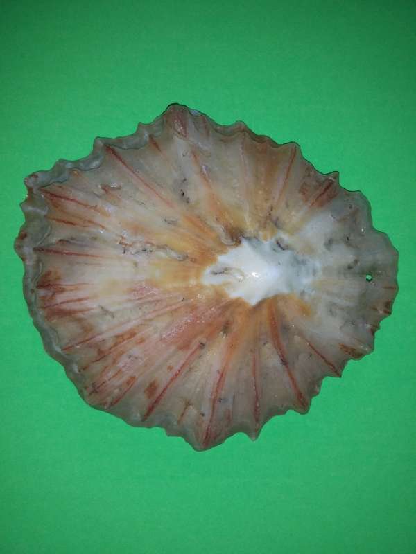 Sea Shell-Collecting