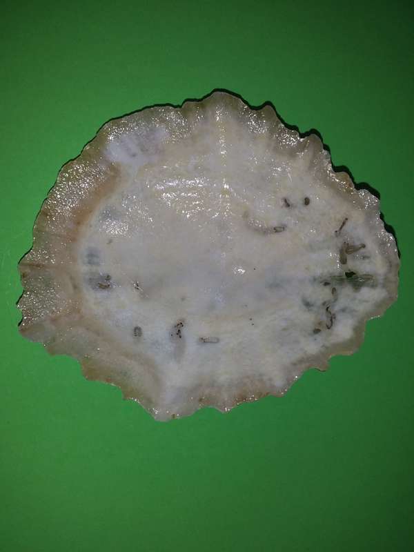 Sea Shell-Collecting