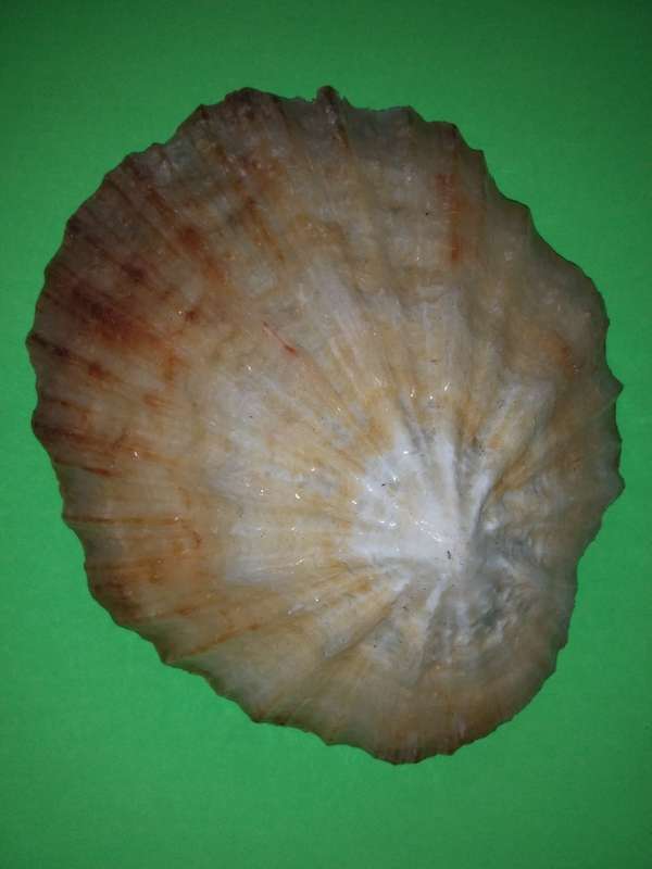 Sea Shell-Collecting