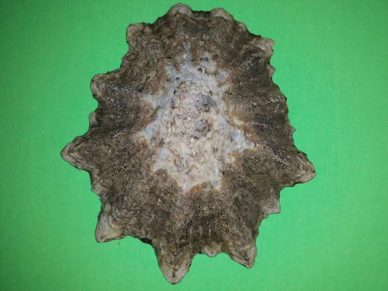 Sea Shell-Collecting