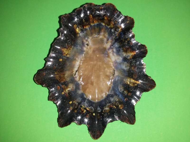 Sea Shell-Collecting