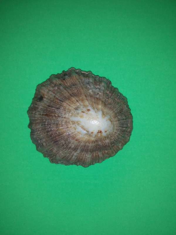 Sea Shell-Collecting