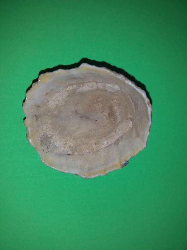 Sea Shell-Collecting