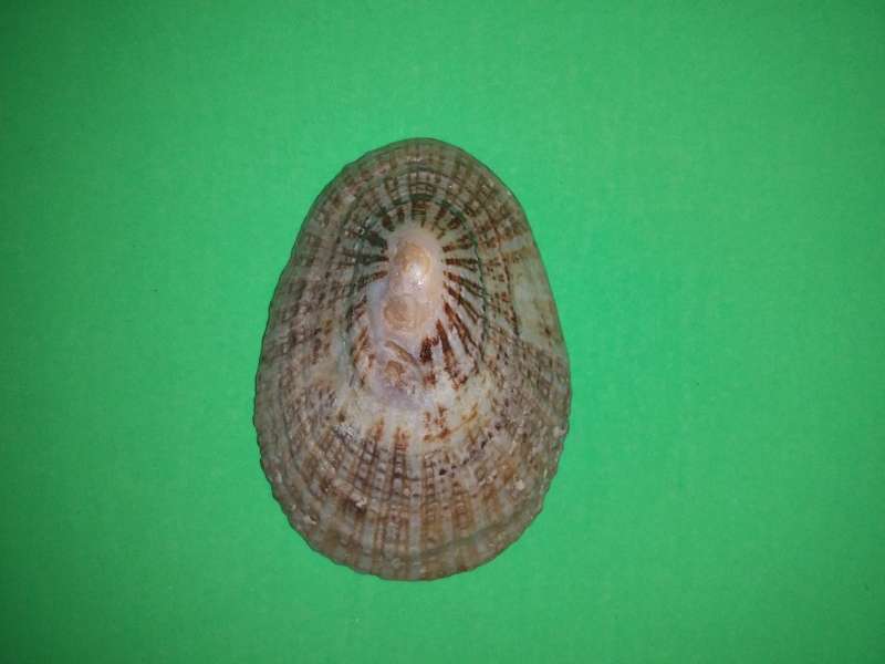 Sea Shell-Collecting