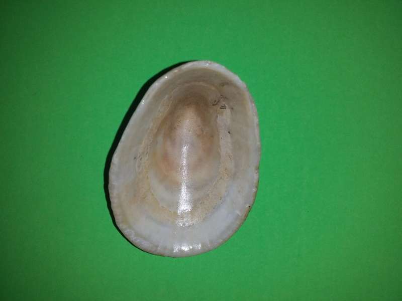 Sea Shell-Collecting
