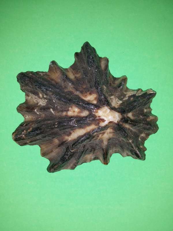 Sea Shell-Collecting