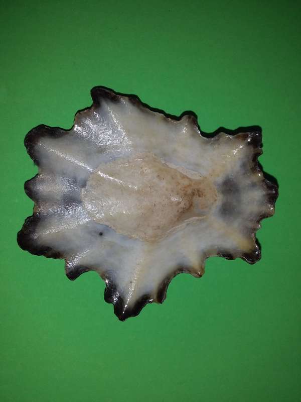 Sea Shell-Collecting