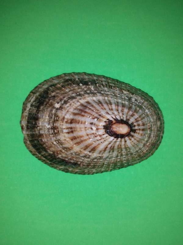 Sea Shell-Collecting