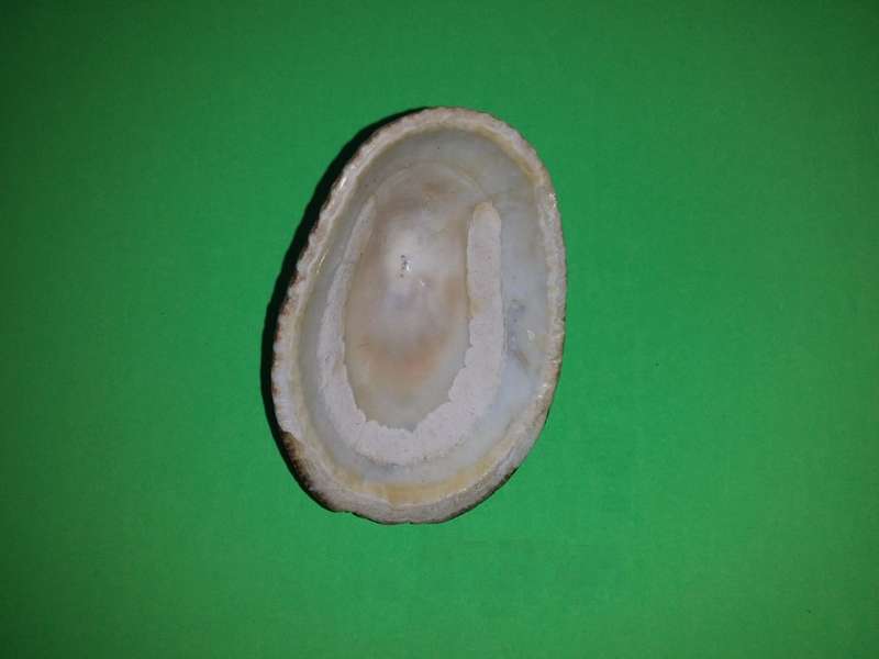 Sea Shell-Collecting