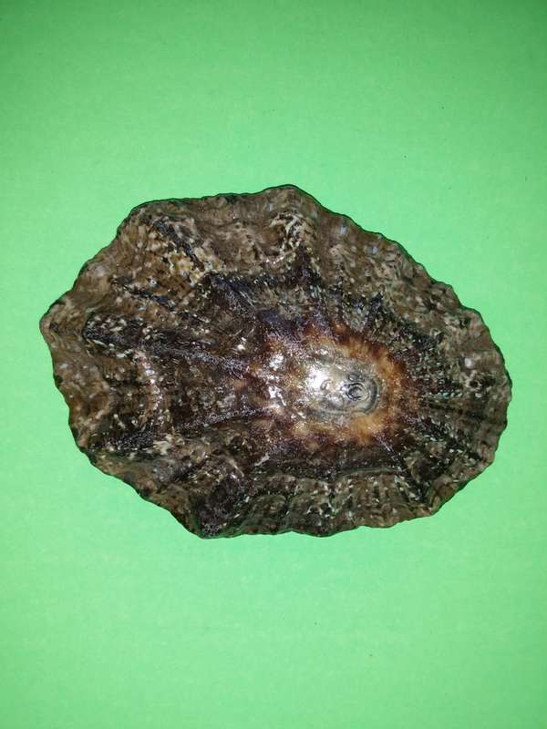 Sea Shell-Collecting