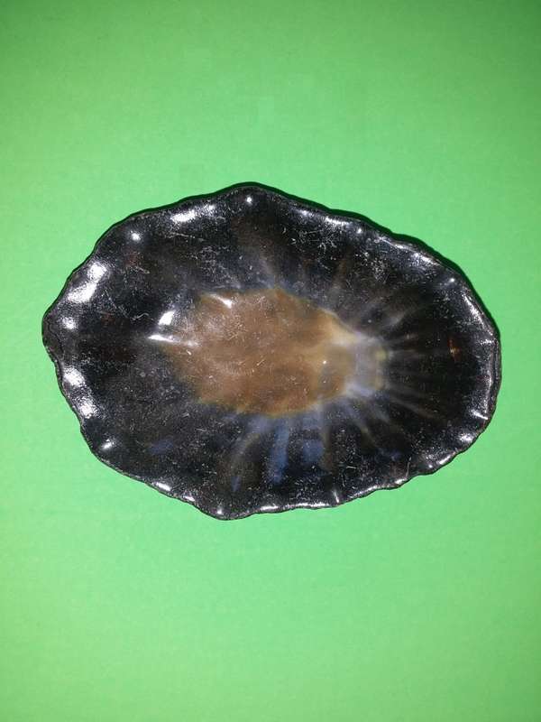 Sea Shell-Collecting