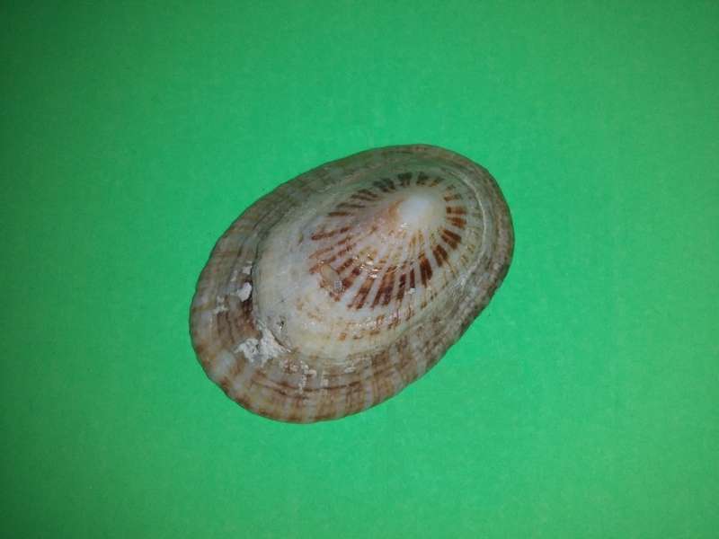 Sea Shell-Collecting
