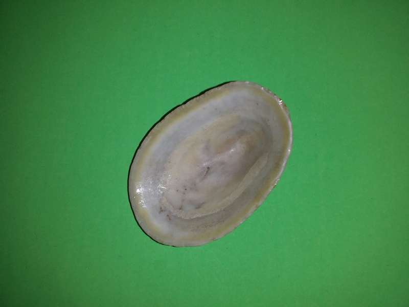 Sea Shell-Collecting