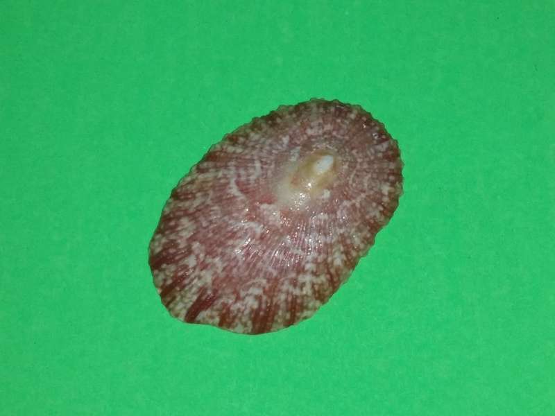 Sea Shell-Collecting