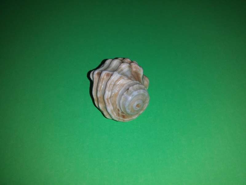 Sea Shell-Collecting