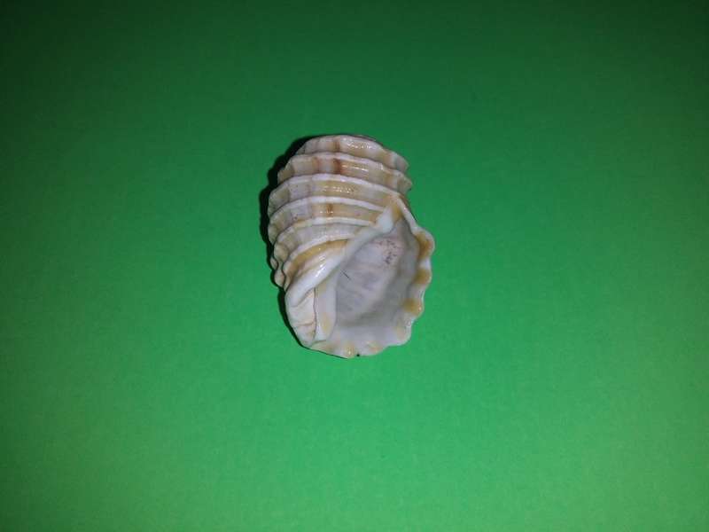 Sea Shell-Collecting