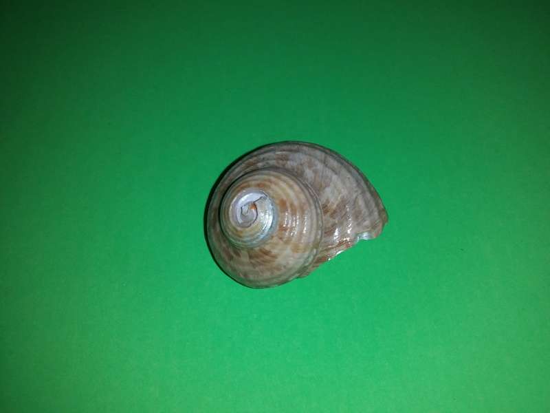 Sea Shell-Collecting