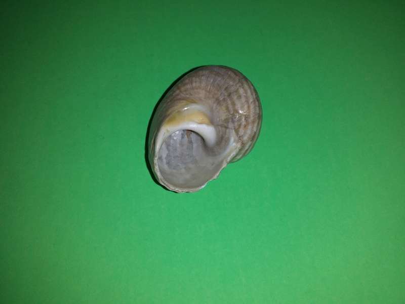 Sea Shell-Collecting