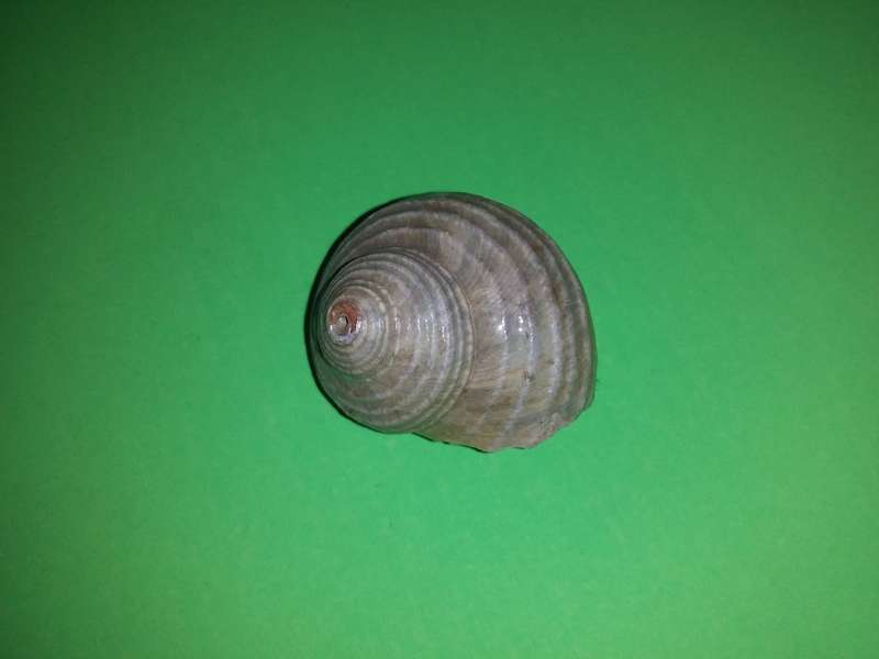 Sea Shell-Collecting