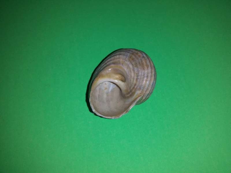Sea Shell-Collecting