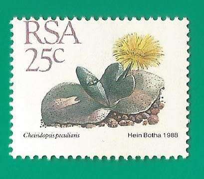 RSA-Stamp-Single-MNH-1988-25c-5th Definitive Issue-Thematic-Flora-Succulents Perf Shifted down