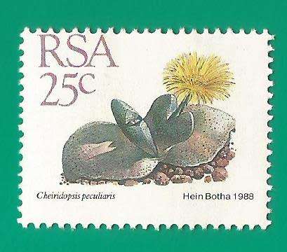RSA-Stamp-Single-MNH-1988-25c-5th Definitive Issue-Thematic-Flora-Succulents Perf Shifted down