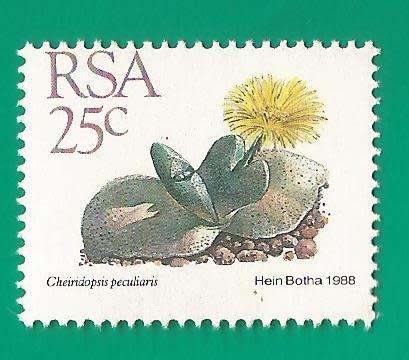 RSA-Stamp-Single-MNH-1988-25c-5th Definitive Issue-Thematic-Flora-Succulents Perf Shifted down