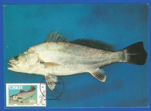 1985-Unused-Pre-Stamped Post Card-Ciskei-Maximum card