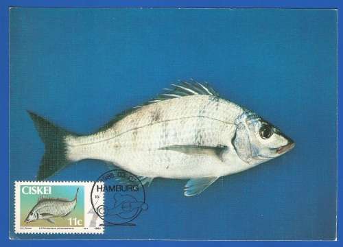 1985-Unused-Pre-Stamped Post Card-Ciskei-Maximum card