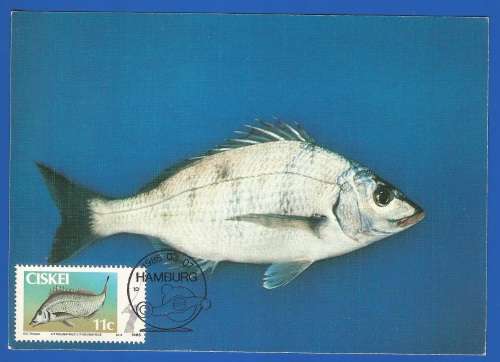 1985-Unused-Pre-Stamped Post Card-Ciskei-Maximum card
