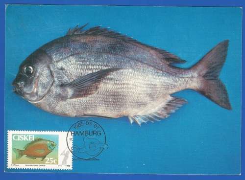 1985-Unused-Pre-Stamped Post Card-Ciskei-Maximum card