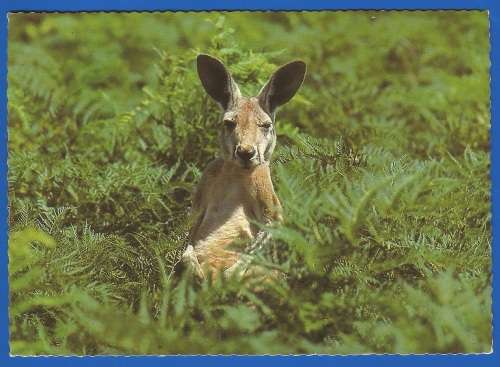 Post Card-Used-Australia
