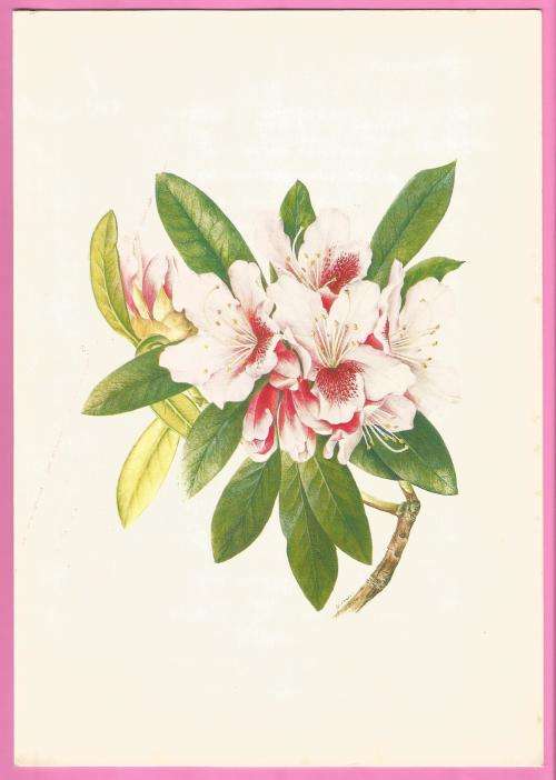 Collectable-Vintage-Menu-P&O Cruises-Sea Princess-Luncheon-Wednesday July 21 1982