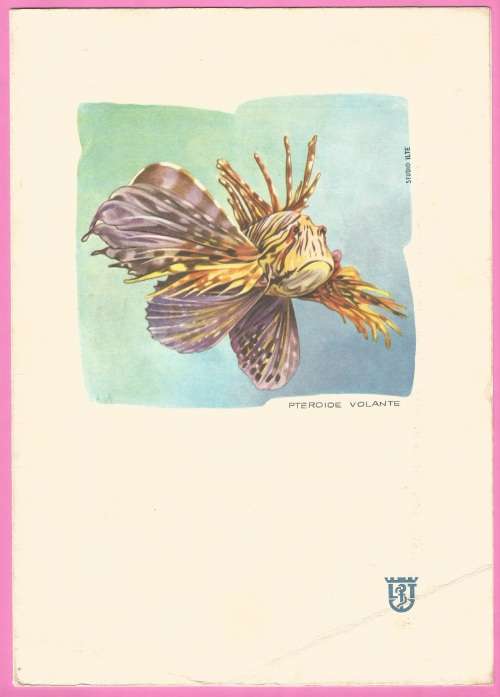 Programme of Entertainments Ceremonies -M n Europa-South Africa Express-Voy no 12-1964