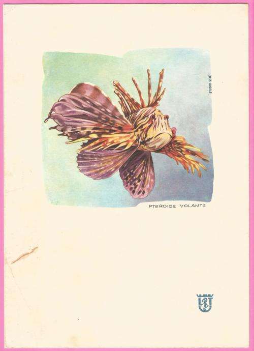 Collectable-Vintage-Menu-M. n Europa-Lloyd Triestino-Luncheon-Thursday 10-12-1964