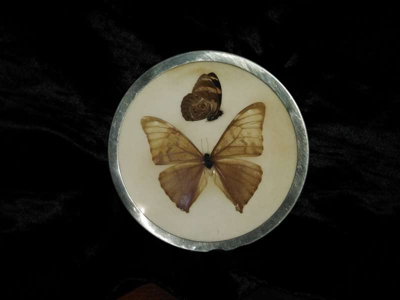 Small Butterfly dish. Butterfly behind glass with a metal rim