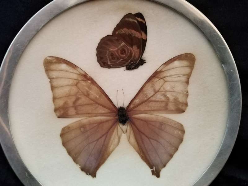 Small Butterfly dish. Butterfly behind glass with a metal rim