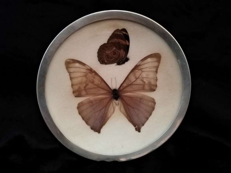 Small Butterfly dish. Butterfly behind glass with a metal rim