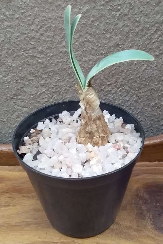 Live Plant-Succulent-Gardening- Boophone disticha Gifbol +-2cm bulb 7.5cm pot