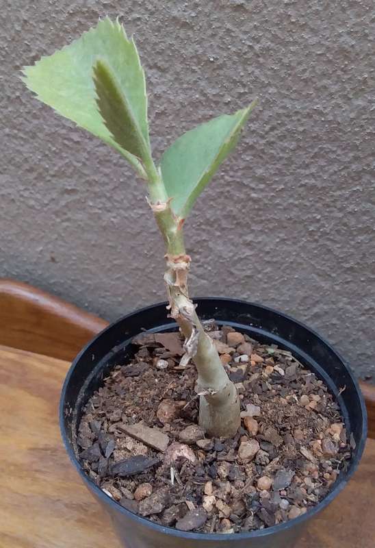 Live Plant-Succulent-Gardening- Cyphostemma juttae seedling caudex of +-1cm