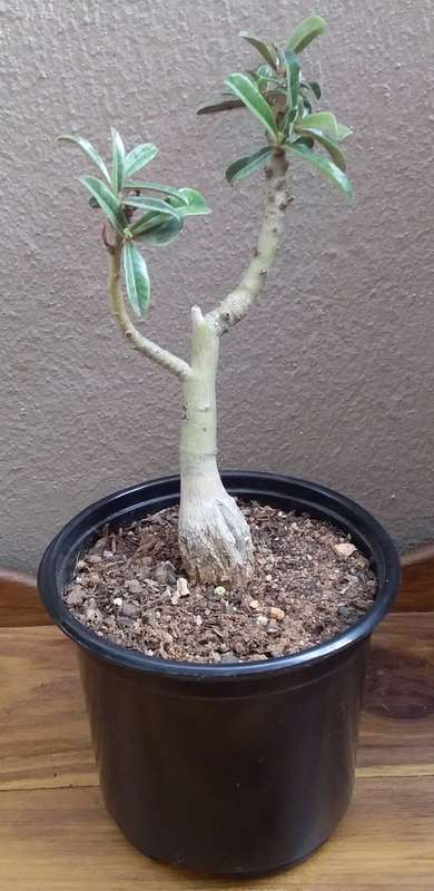 Live Plant-Succulent-Gardening- Adenium multiflorum, Impala Lily +-3cm Caudex