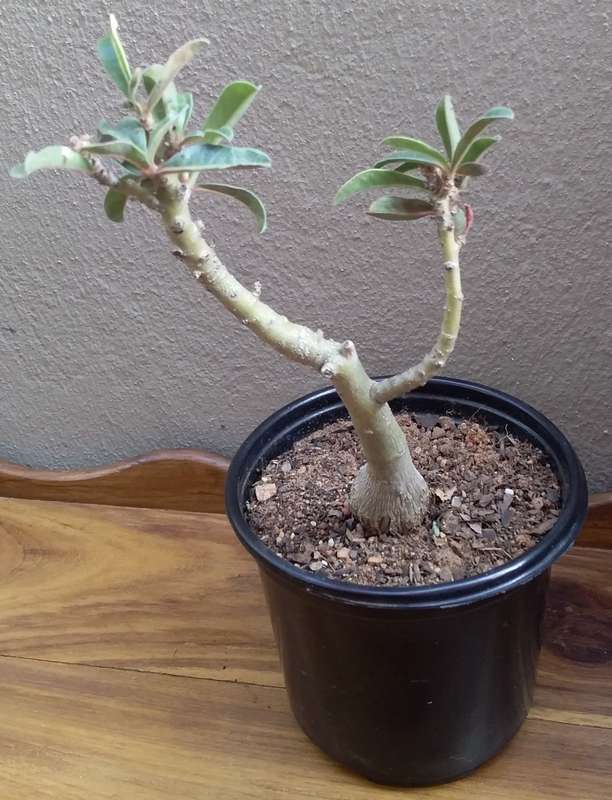 Live Plant-Succulent-Gardening- Adenium multiflorum, Impala Lily +-3cm Caudex