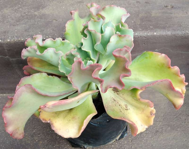 Live Plant Echeveria giant blue curls -Succulents-Gardening-