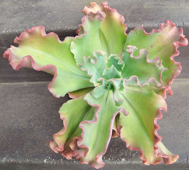 Live Plant Echeveria giant blue curls -Succulents-Gardening-