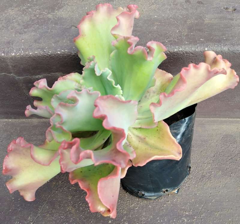 Live Plant Echeveria giant blue curls -Succulents-Gardening-