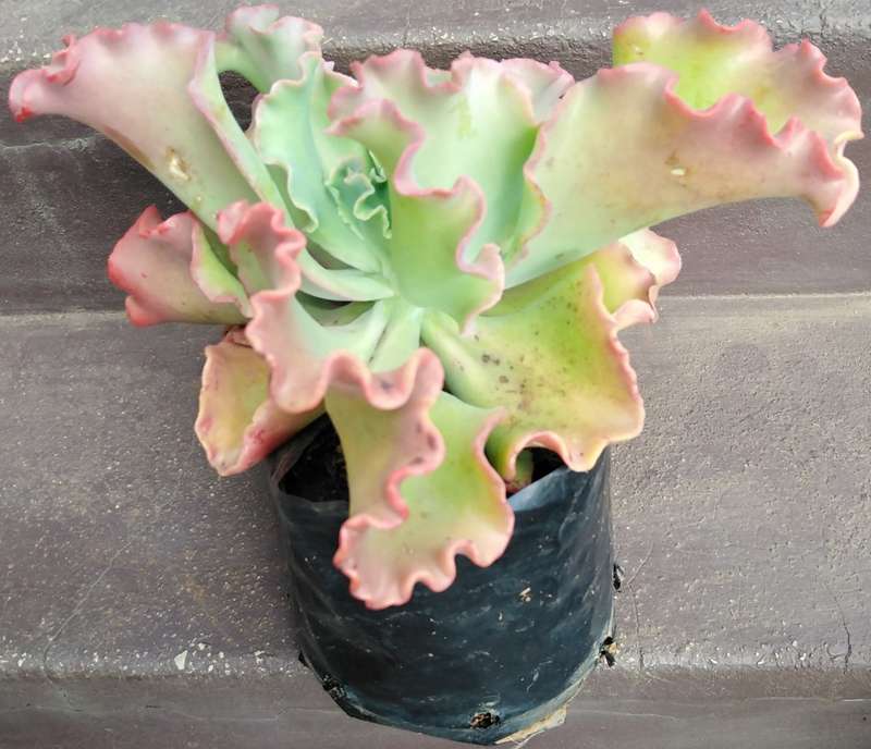 Live Plant Echeveria giant blue curls -Succulents-Gardening-