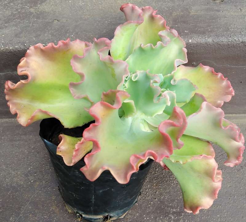 Live Plant Echeveria giant blue curls -Succulents-Gardening-