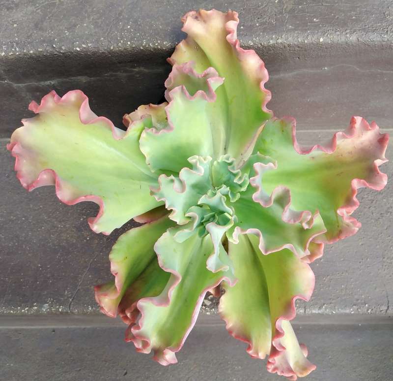 Live Plant Echeveria giant blue curls -Succulents-Gardening-