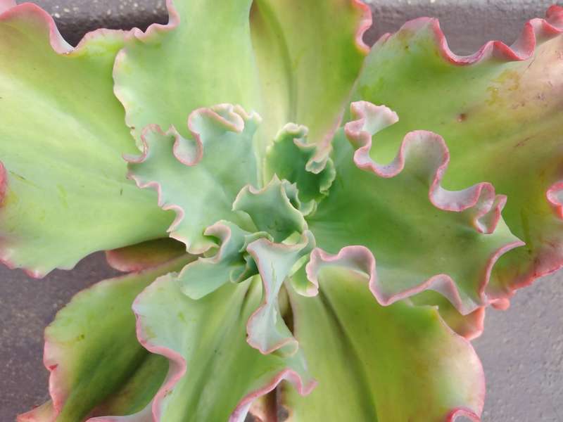 Live Plant Echeveria giant blue curls -Succulents-Gardening-