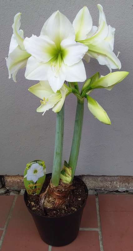 Live Plant-Bulb-Gardening-Hippeastrum Amaryllis-Wedding Dance